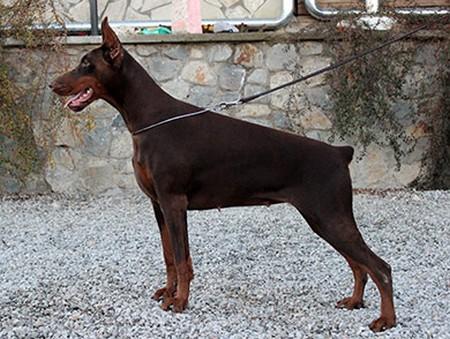 Quest di Altobello | Brown Doberman Pinscher