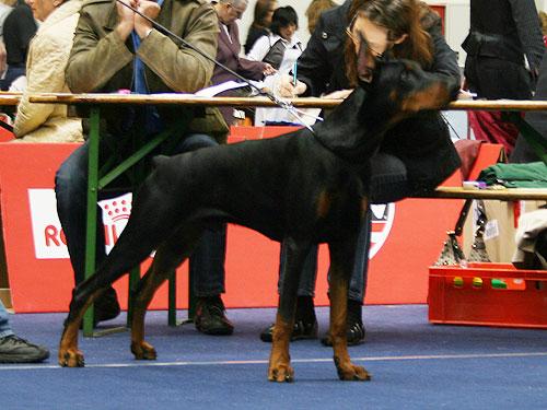 Little Niro di Altobello | Black Doberman Pinscher