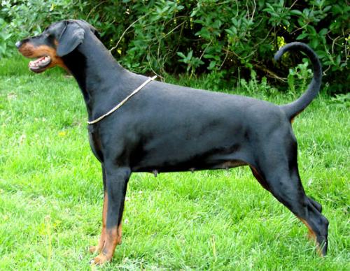 Elischa di Altobello | Black Doberman Pinscher