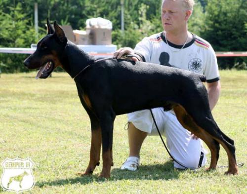 Shane di Altobello | Black Doberman Pinscher