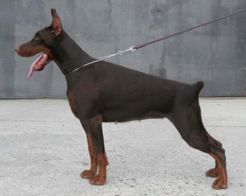 Sky Spirit di Altobello | Brown Doberman Pinscher