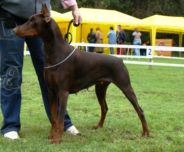 Heyli Rus Kaiswel | Brown Doberman Pinscher