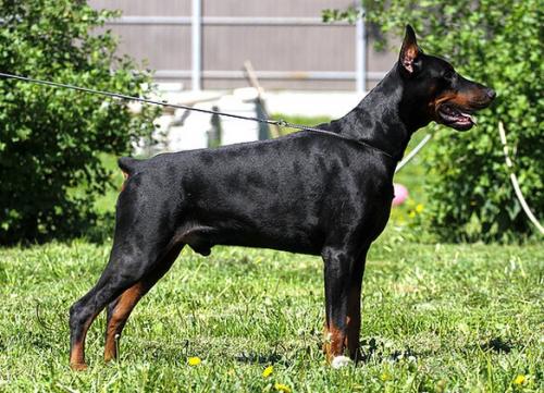 Vityaz Rus Kaiswel | Black Doberman Pinscher