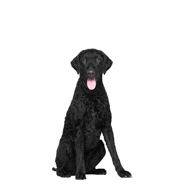 Curly-Coated Retriever