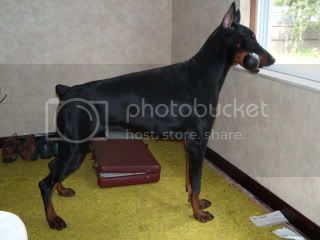 Eureka v. Karpatia | Black Doberman Pinscher