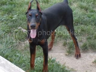 Lando-Calrissian Alba Avis | Black Doberman Pinscher