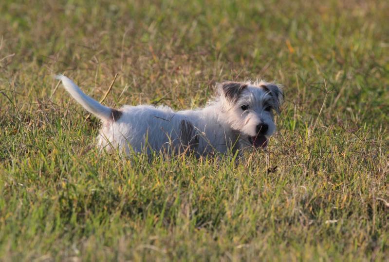 Kiki | Jack Russell Terrier 