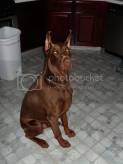 Madaras-Pusztai Pascal | Brown Doberman Pinscher