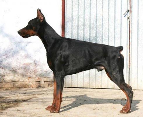 Pride of Russia Maybach | Black Doberman Pinscher