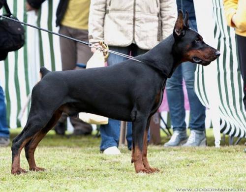 Pride of Russia Maugli | Black Doberman Pinscher