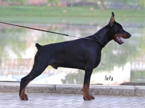 Pride of Russia Maradona | Black Doberman Pinscher