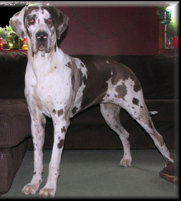 Ruby Empire of Titan's | Great Dane 