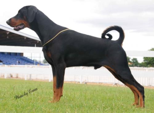 Amazon El Torro | Black Doberman Pinscher