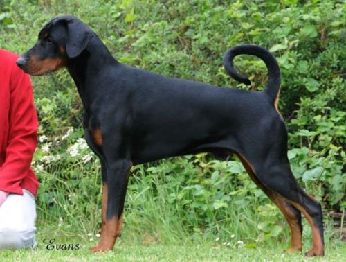 Amazon Eldorado at Whissbean | Black Doberman Pinscher