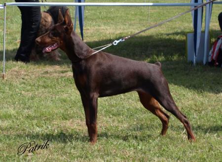 Zorica del Nasi | Brown Doberman Pinscher