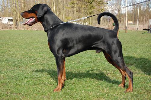 Arrow v.h. Wantij | Black Doberman Pinscher