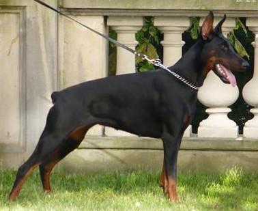 Negra z Rancza Sutam | Black Doberman Pinscher