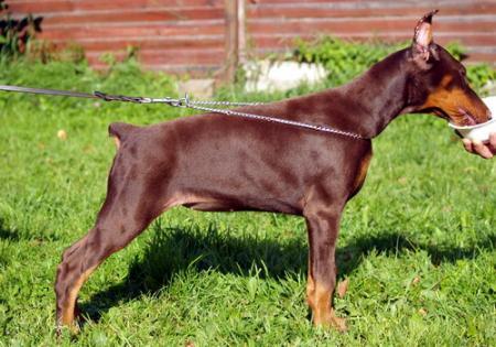 Sant Kreal Cherubina | Brown Doberman Pinscher