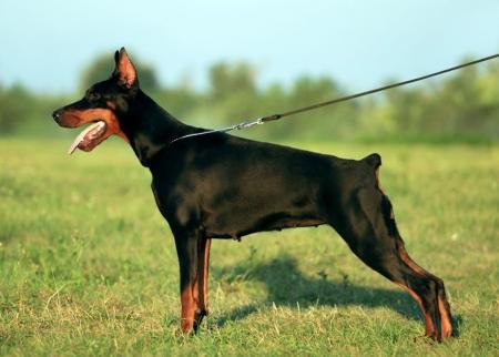 Tequila of Blackmagic Land | Black Doberman Pinscher