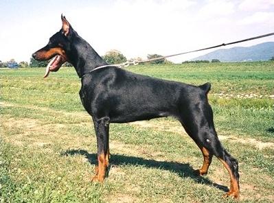 Hanna of Blackmagic Land | Black Doberman Pinscher