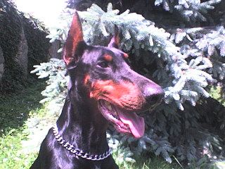 Alina Arestan | Black Doberman Pinscher