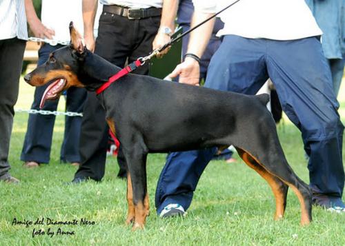 Amigo del Diamante Nero | Black Doberman Pinscher