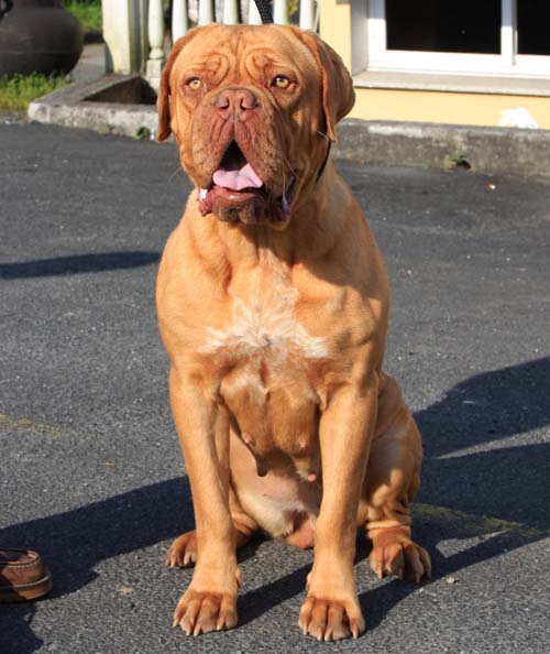 Haisha De Bariloche | Dogue de Bordeaux 