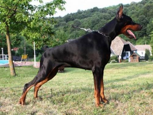 Barone del Diamante Nero | Black Doberman Pinscher