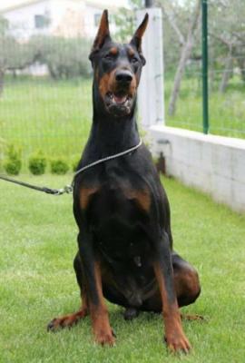 Fela Fuentes di Baia Nera | Black Doberman Pinscher