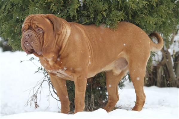 Jaques Vom Butjadinger Land | Dogue de Bordeaux 