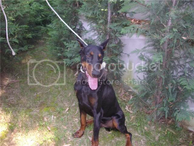 Amos (LO0787920) | Black Doberman Pinscher