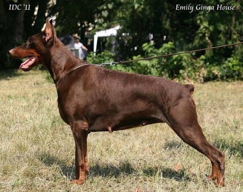 Emily Ginga House | Brown Doberman Pinscher