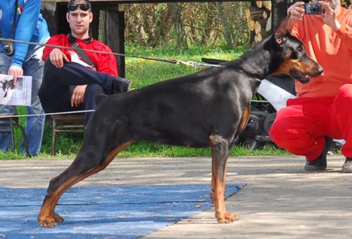 Wally Ginga House | Black Doberman Pinscher