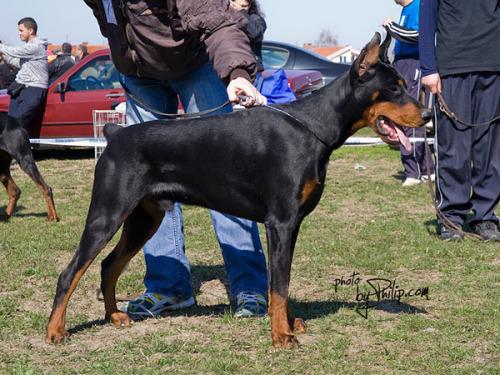 Hondo Ginga House | Black Doberman Pinscher