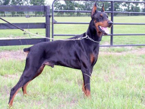 Charismatic's Ladykiller | Black Doberman Pinscher