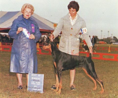 Cara's Mandi de Scudamore | Black Doberman Pinscher