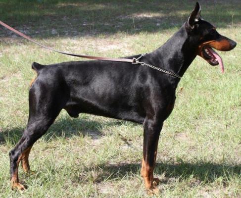 Navigator Betelges | Black Doberman Pinscher