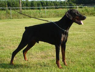 Ernie v. Schloss Lupus | Black Doberman Pinscher