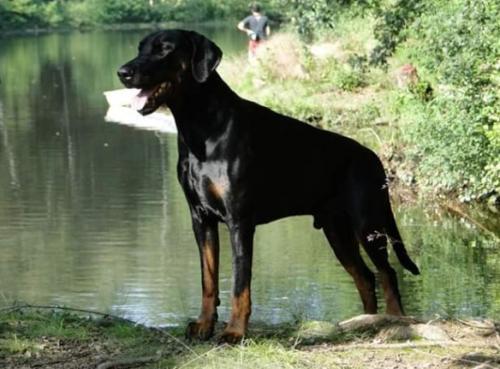 Russkaja Mechta Landor Luka | Black Doberman Pinscher