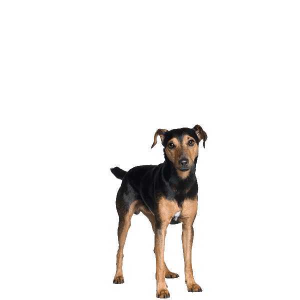 Manchester Terrier (Toy)