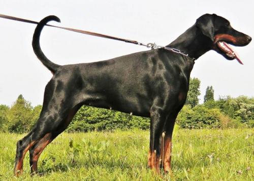 Russkaja Mechta Larissa Leia | Black Doberman Pinscher