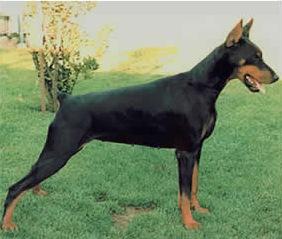 Aruna da Casa das Cicas | Black Doberman Pinscher