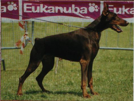 Belladina v.h. Wantishof | Brown Doberman Pinscher