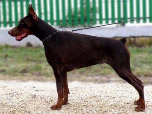 Tahi-Réme Holly | Brown Doberman Pinscher