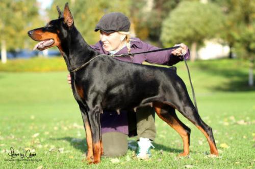 Gravin Ginevra del Fiorsilva | Black Doberman Pinscher