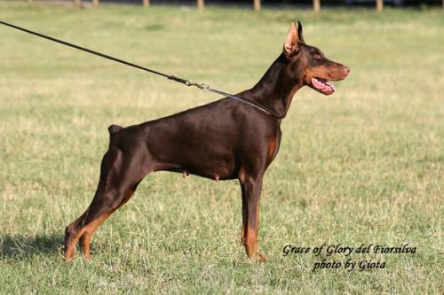 Grace Of Glory del Fiorsilva | Brown Doberman Pinscher