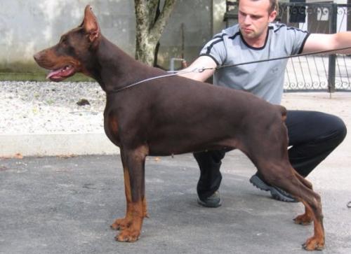 Soraya Betelges | Brown Doberman Pinscher