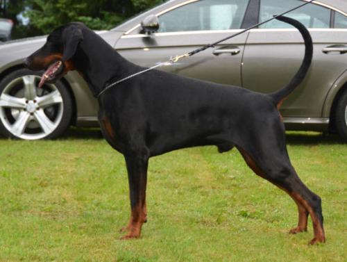 Torontos Zargo | Black Doberman Pinscher