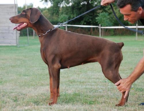 Eckeen Véram De La Villa Valiano | Brown Doberman Pinscher