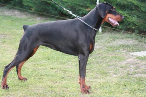 Eclipse Véram De La Villa Valiano | Black Doberman Pinscher